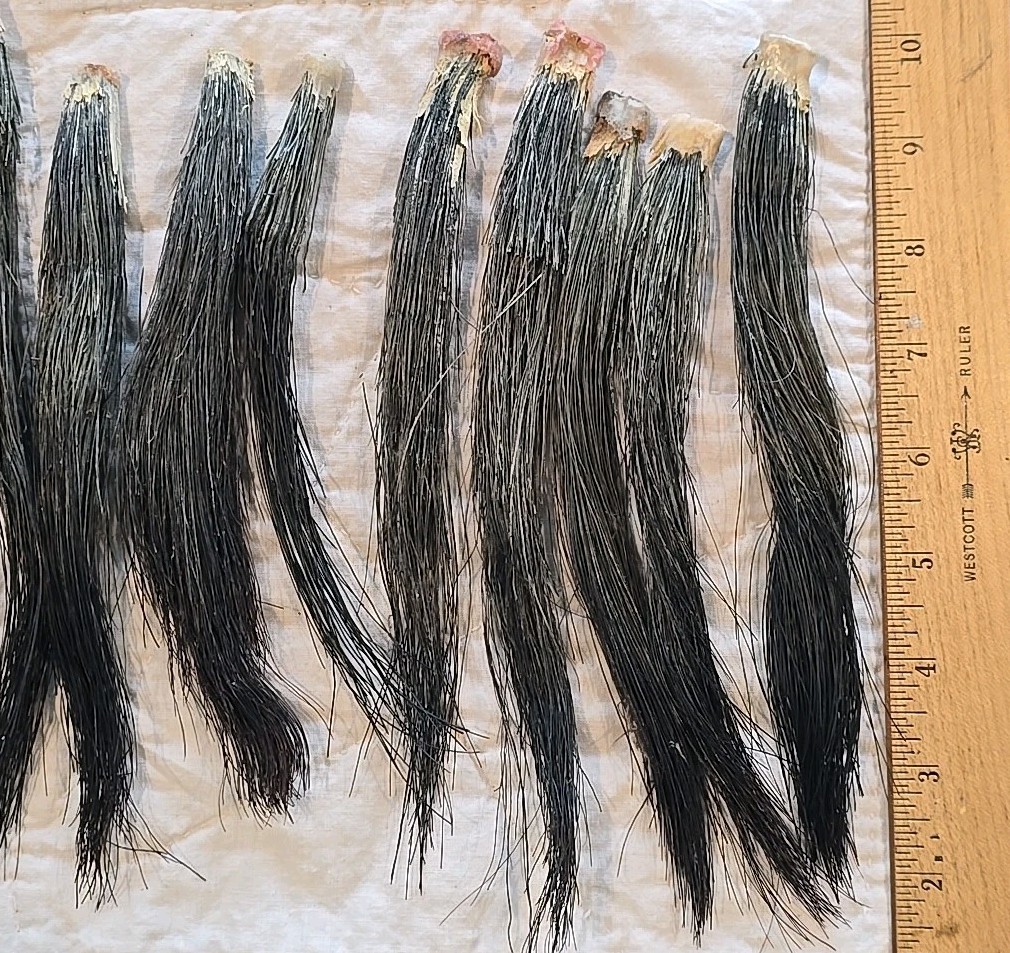 11 Fat Wild Turkey Beards Taxidermy Bird Crafts 6-9" #4