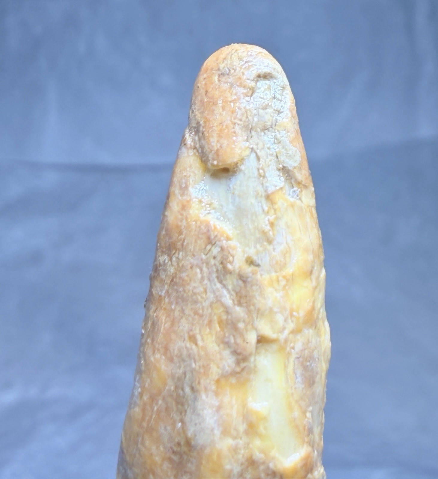 Ursus Spelaeus Fantastic 2” Romanian Cave Bear Canine Tooth Fossil, Talisman✨🔥
