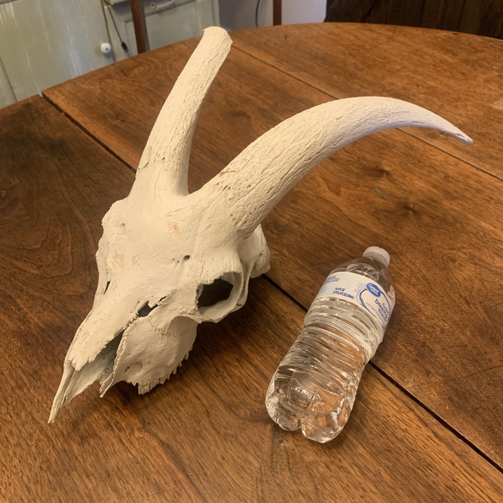 Large Authentic Goat Or Ram Skull - Taxidermy - Clean - Oddities Friendly