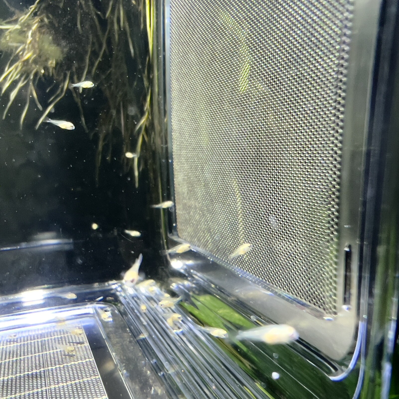 Fish Breeder Box Hatchery/Livebearer Hang-On Rimmed or Rimless Tank - FREE SHIP!