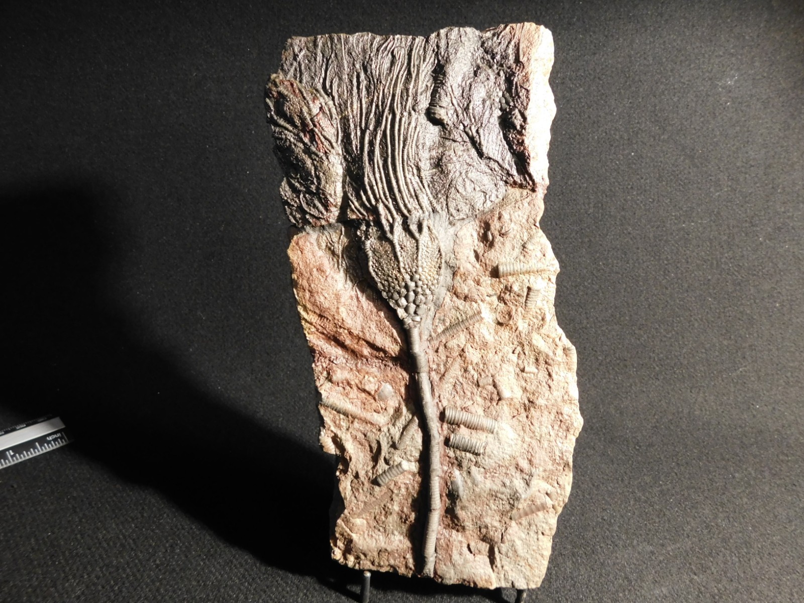 LARGER! 430 Million Year Old! CRINOID Fossil or Sea LILY Fossil Morocco 686gr