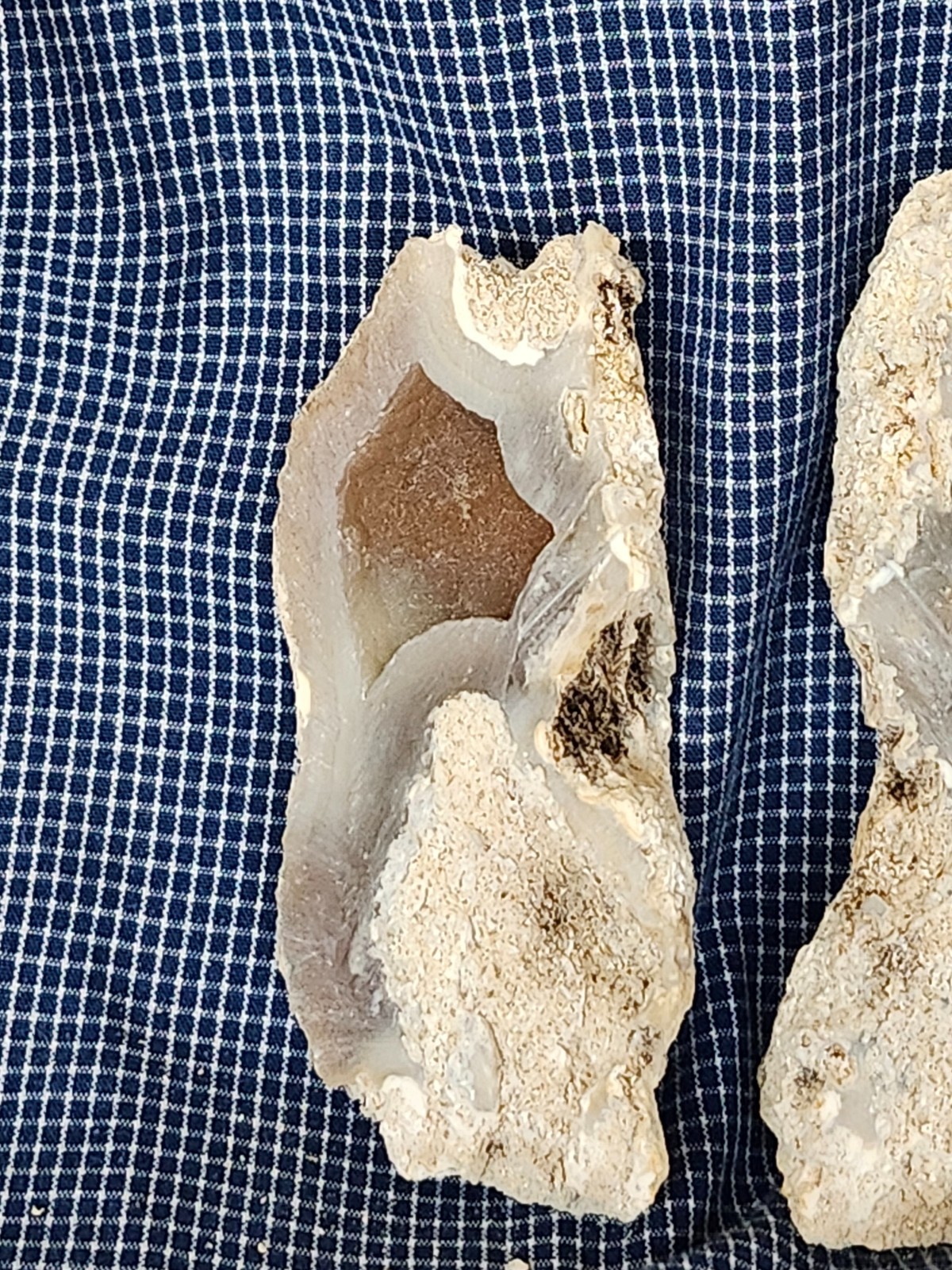 Florida Agatized Coral Fossil Pair, Unpolished Chalcedony Geode Fluorescent!