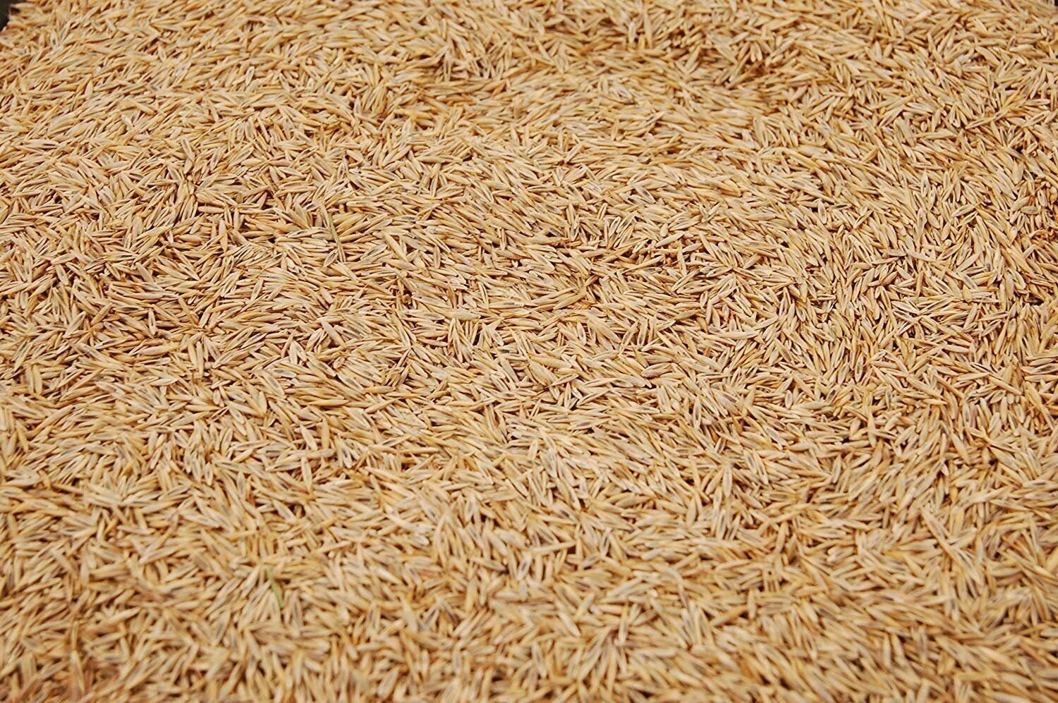 Creeping Red Fine Fescue Grass Seed by Eretz - CHOOSE SIZE! Premium Oregon Grown