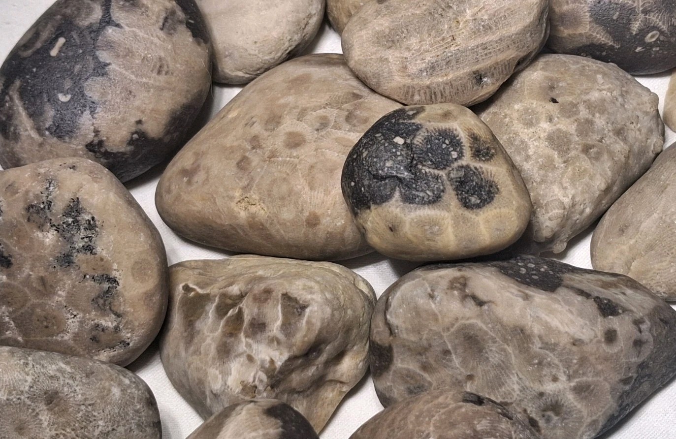 Michigan Petoskey Stone Lot 2 Pound Unpolished Natural Great Lakes Fossil Coral