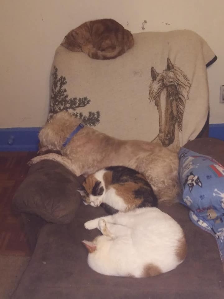 Campo del Cielo Meteorite Slabs – Lot of 2 – Authentic Iron Meteorites – Charity