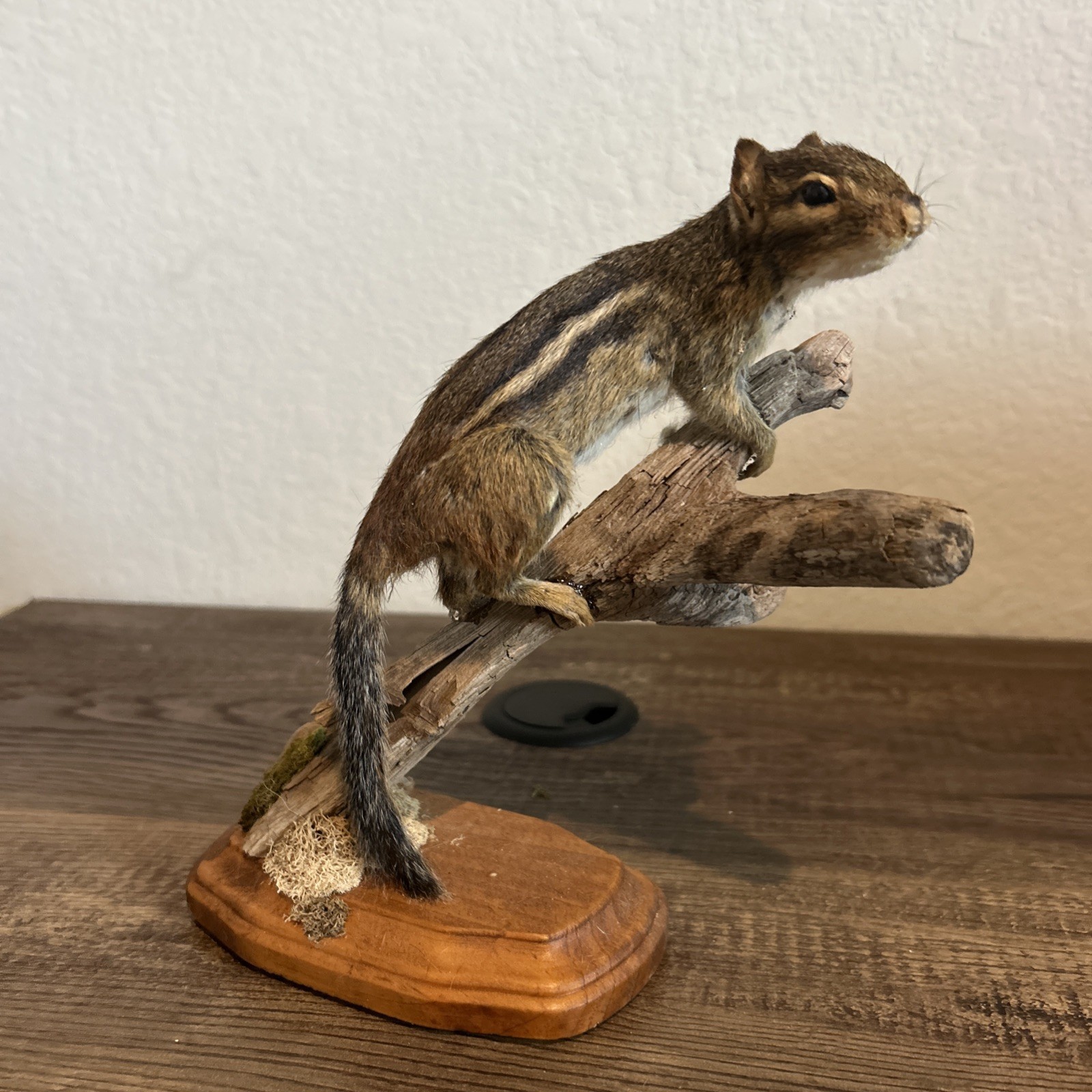 Chipmunk On Base ~ Taxidermy