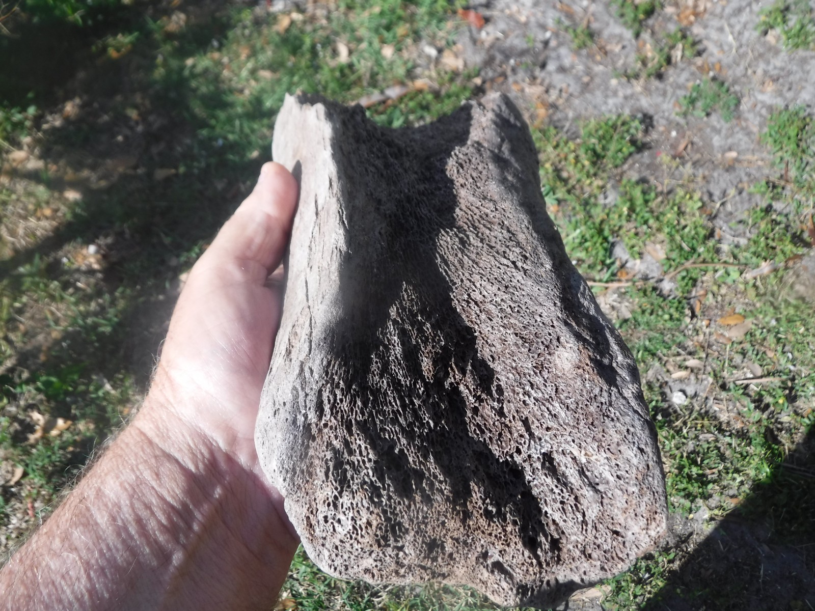 FOSSIL ICE AGE MAMUTH FEMUR BONE SECTION