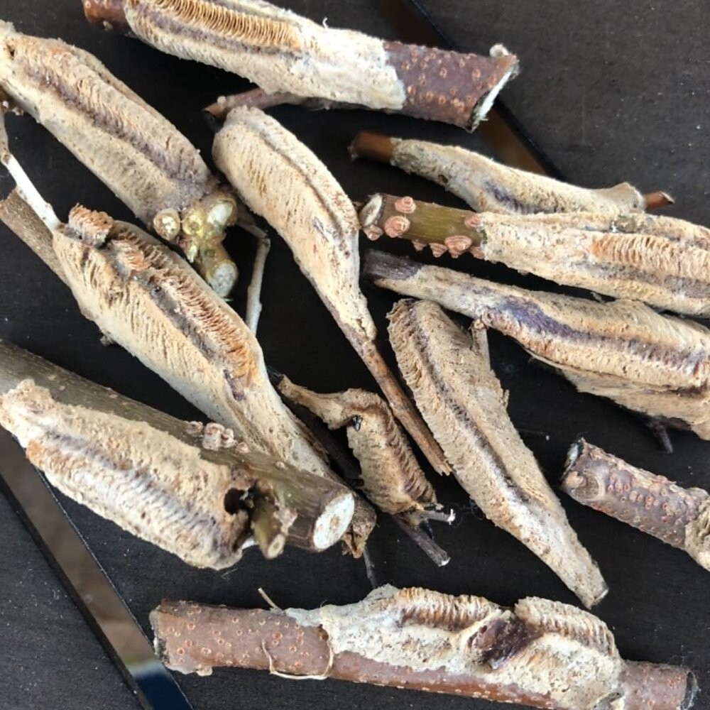 20 Freshly Harvested Carolina Praying Mantis Egg Cases Fresh Picked 2026 season.