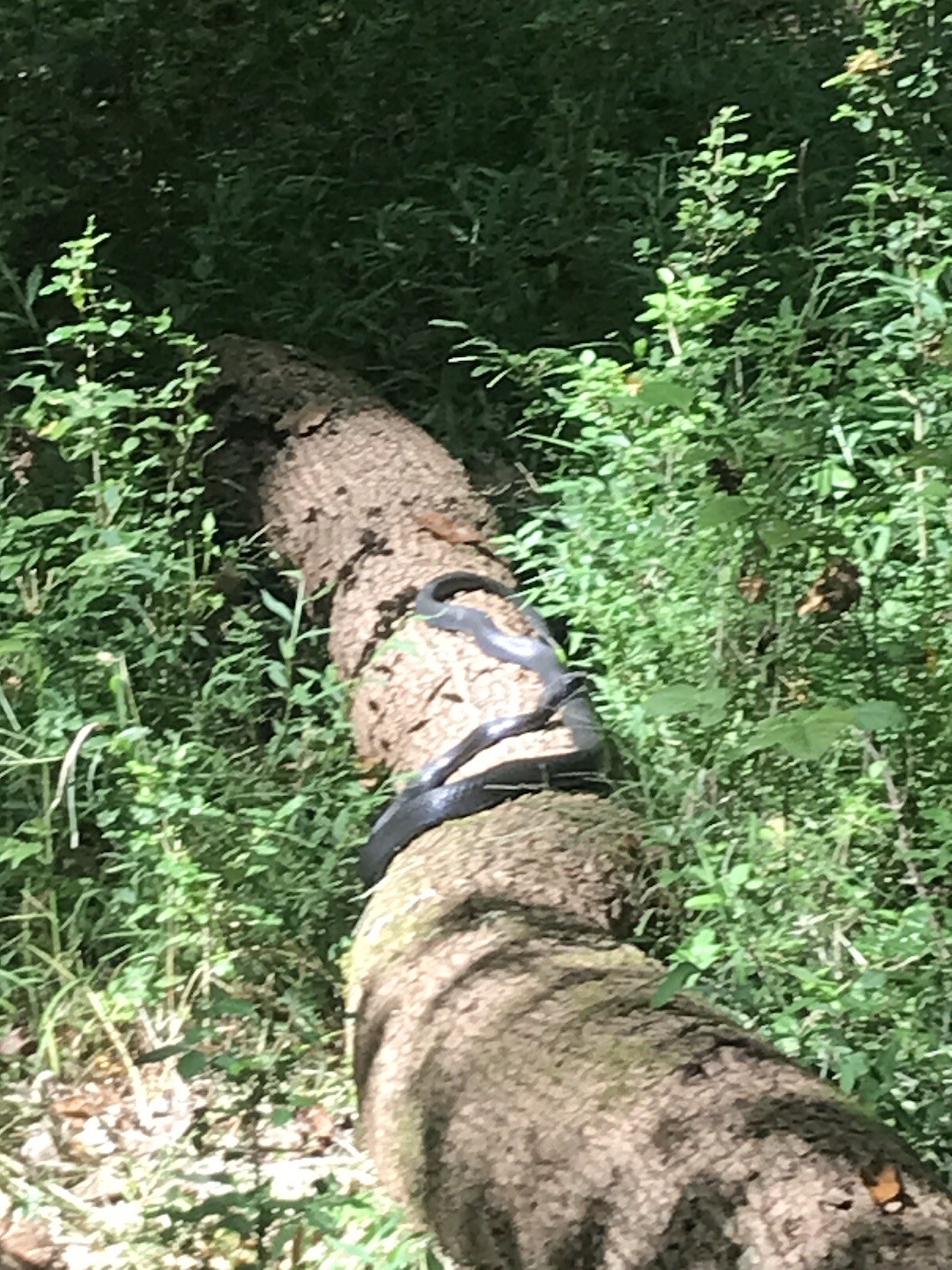 10 lbs Georgia ”FATWOOD FUEL” Kindling Firewood Lighter Ocote Chez JonesTHE BEST