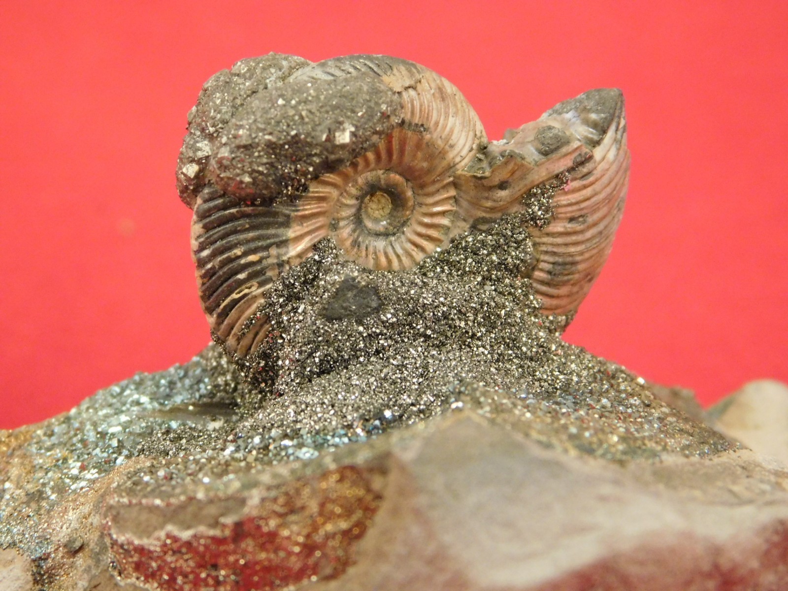 IRIDESCENT AMMONITE Fossil on Rainbow PYRITE! Volga River Saratov Russia 68.8gr
