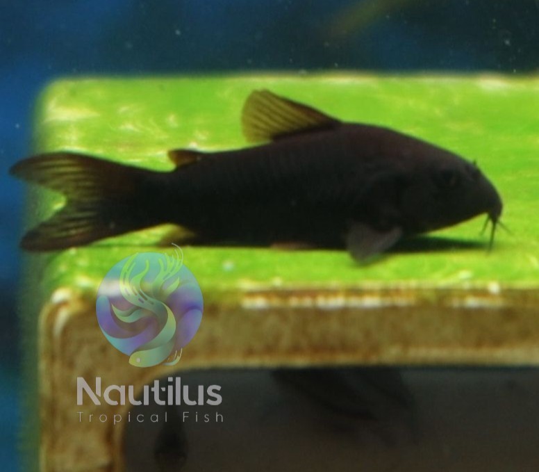 Black Venezuelan Cory -We combine shipping!! Tank Bred