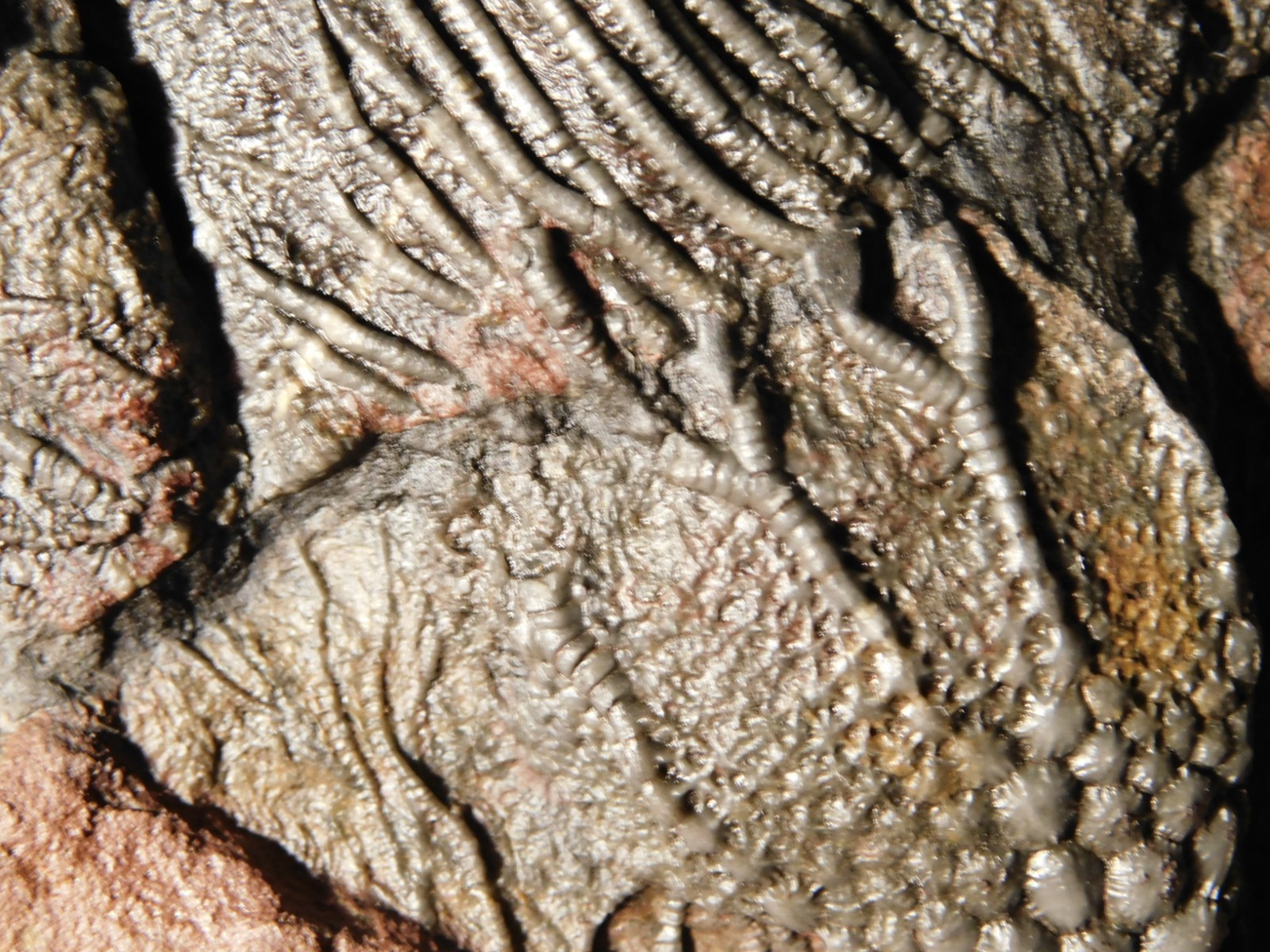 LARGER! 430 Million Year Old! CRINOID Fossil or Sea LILY Fossil Morocco 686gr