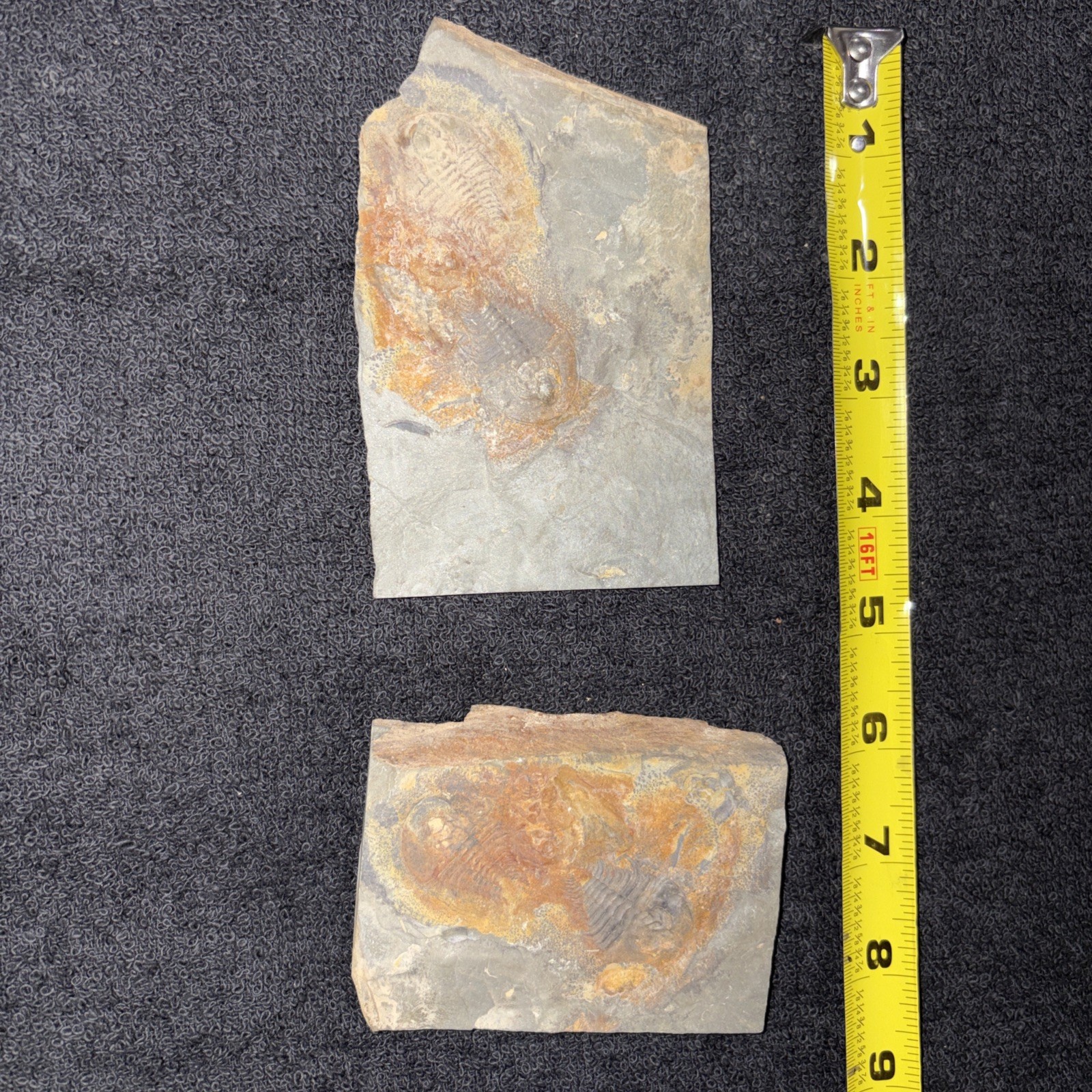 Double Olenellus From Nevada Lower Cambrian Not Prepped