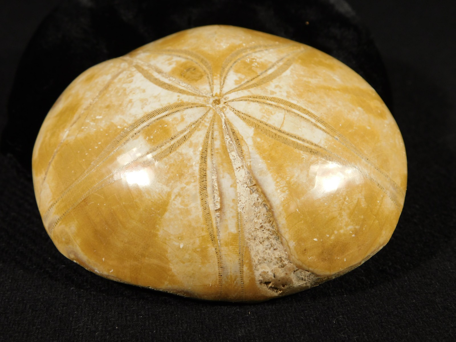 Big! Polished 150 Million Year Old! AAA SAND DOLLAR Fossil Madagascar 211gr