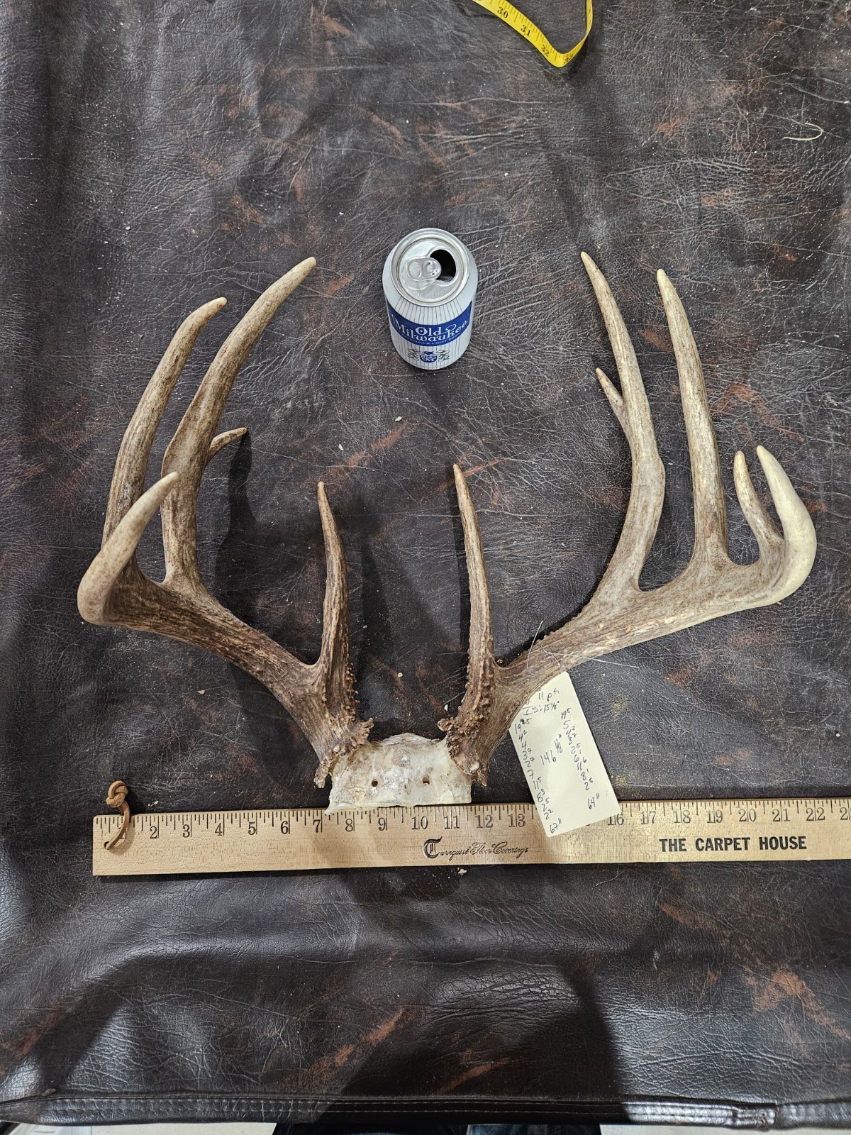 Wild 11 Point Whitetail Deer Antler Rack Horn Skull Plate Decor Man Cave 146"