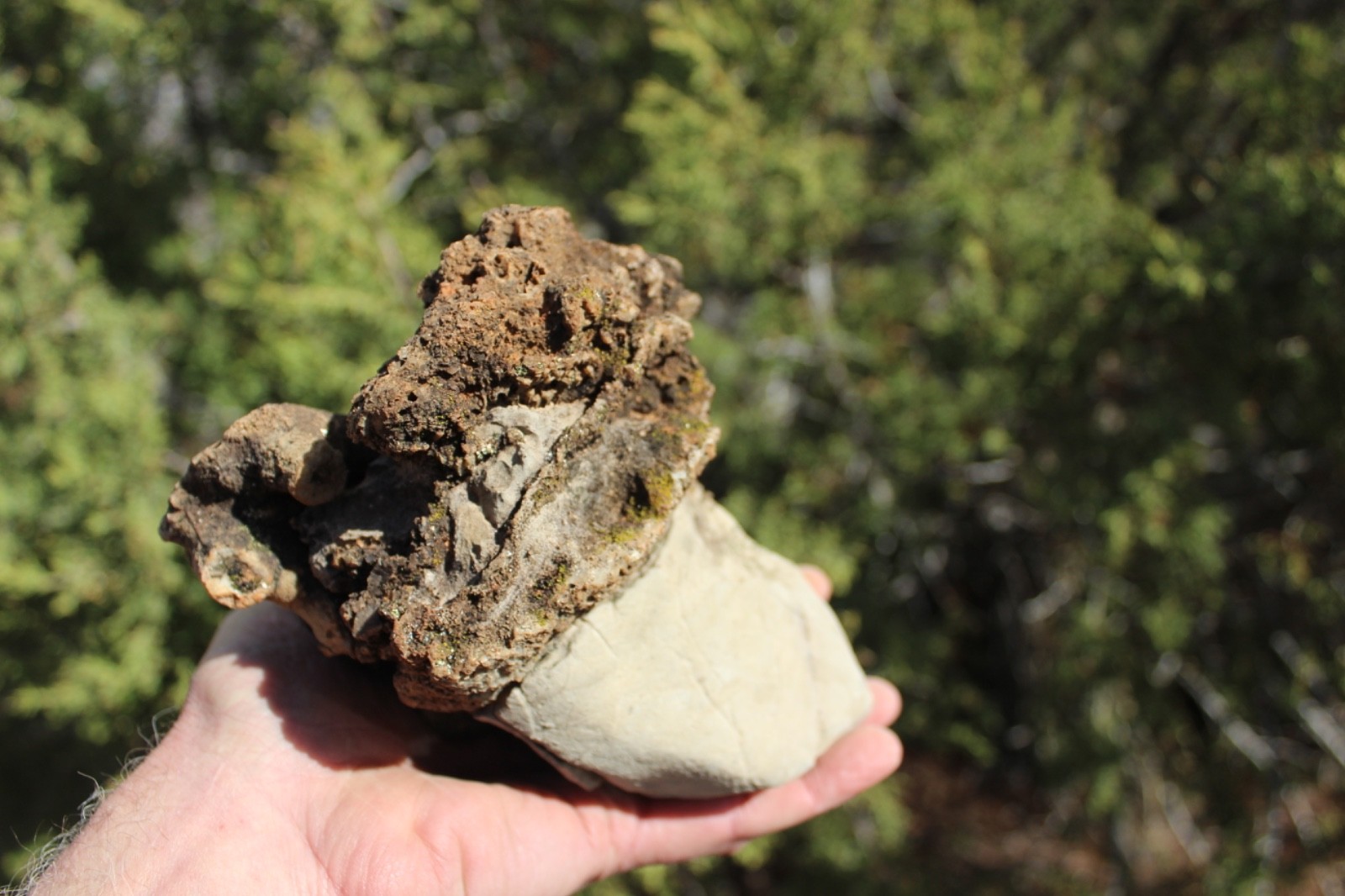 Fossil Beautiful HONEY COMB CORAL Favosites spp. Rare Locality ~ 400 Million