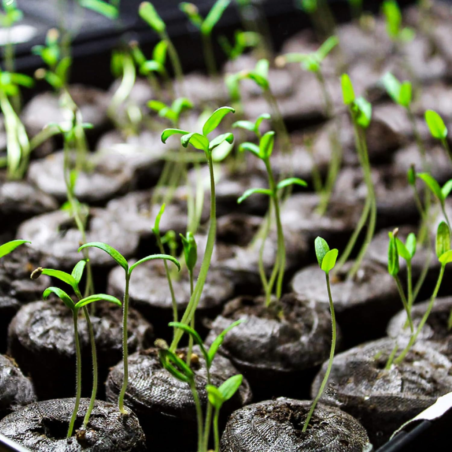 50PCS Peat Pellets for Seedlings - 30MM Seed Starter Pellets Peat Pods for Start