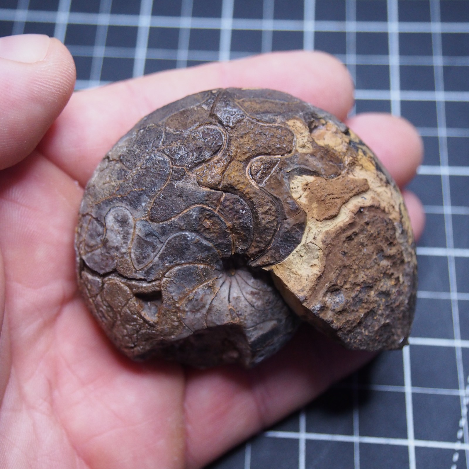 76 mm Goniatite Devonian Fossil Ammonite Morocco 2570