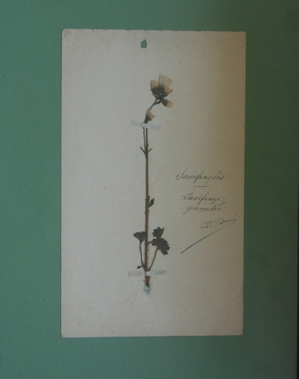 15 FRAMED ANTIQUE BOTANICAL ORIGINAL SPECIMENS ~ FRENCH 19c HERBARIUM PLANT