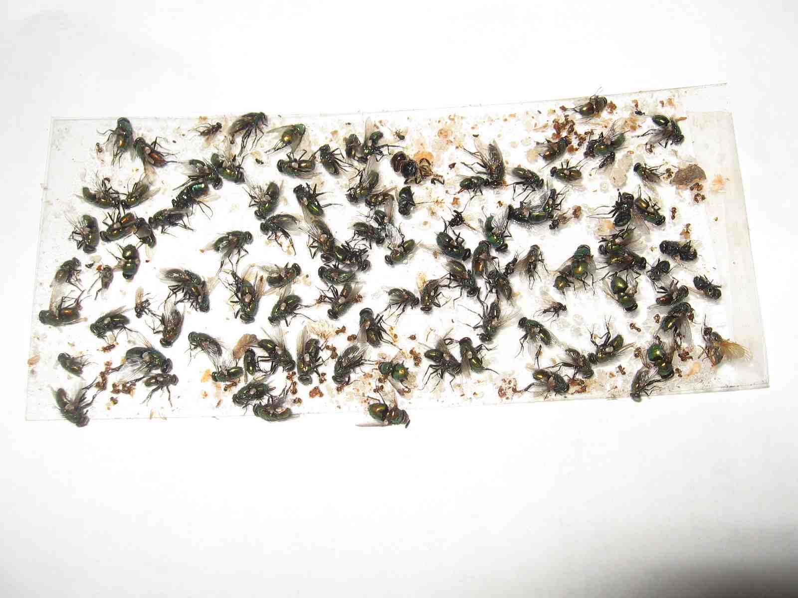 10 pk Stink Bug Trap / Strip, Asian Beetle, Lady Bug, Spider / Cricket, USA