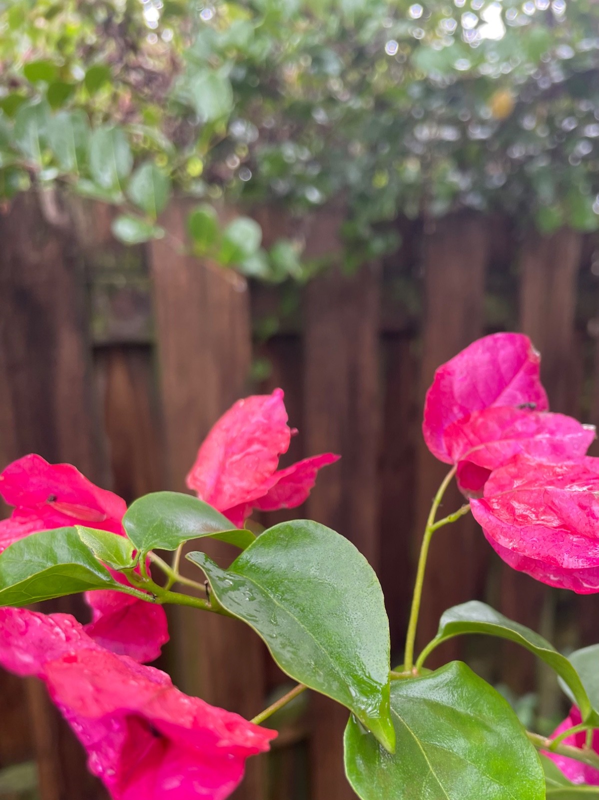 Bonsai Style Pre-bonsai Fuchsia Bougainvillea Tree 6 years