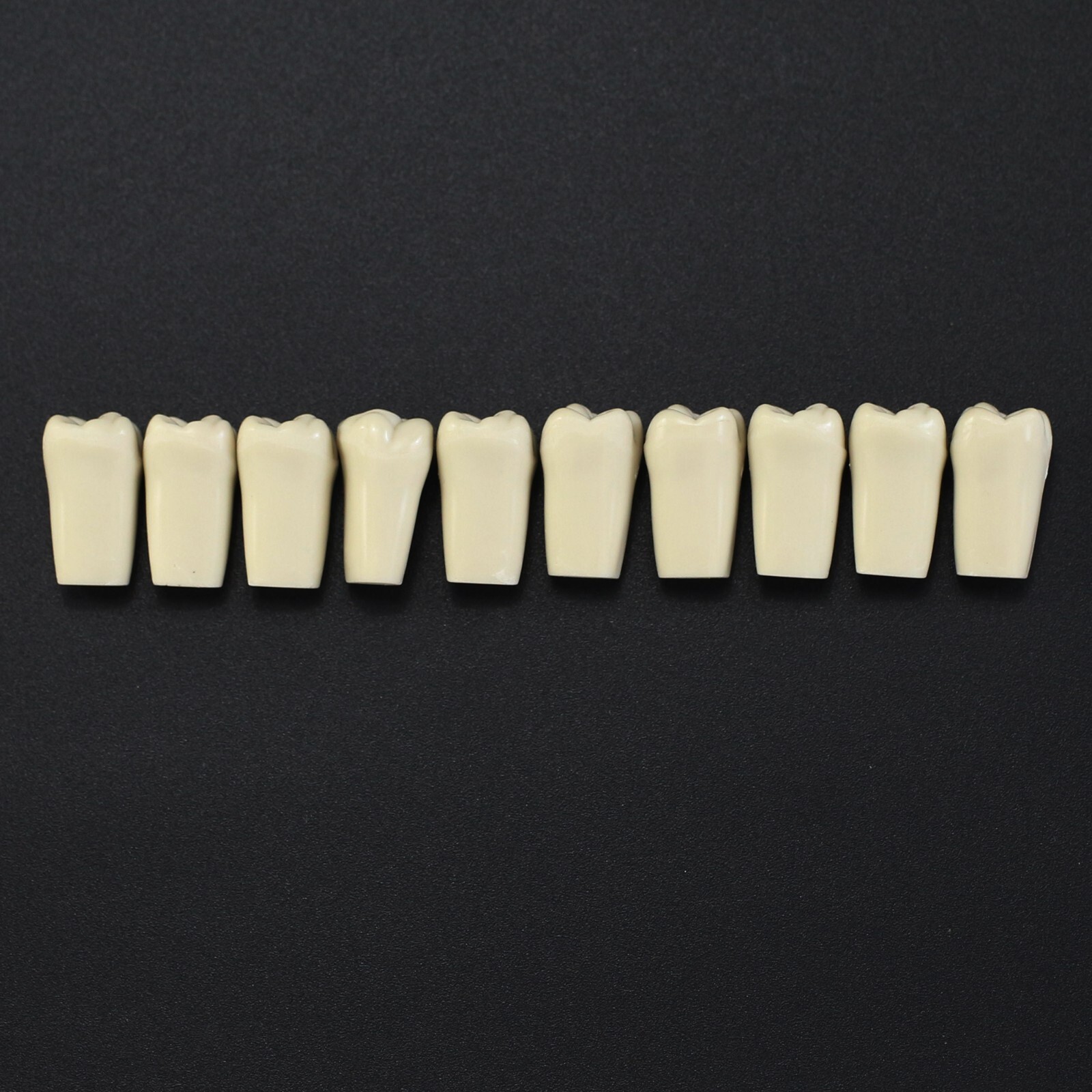 Columbia 860 10pcs/lot Dental Individual Typodont Teeth Replacement