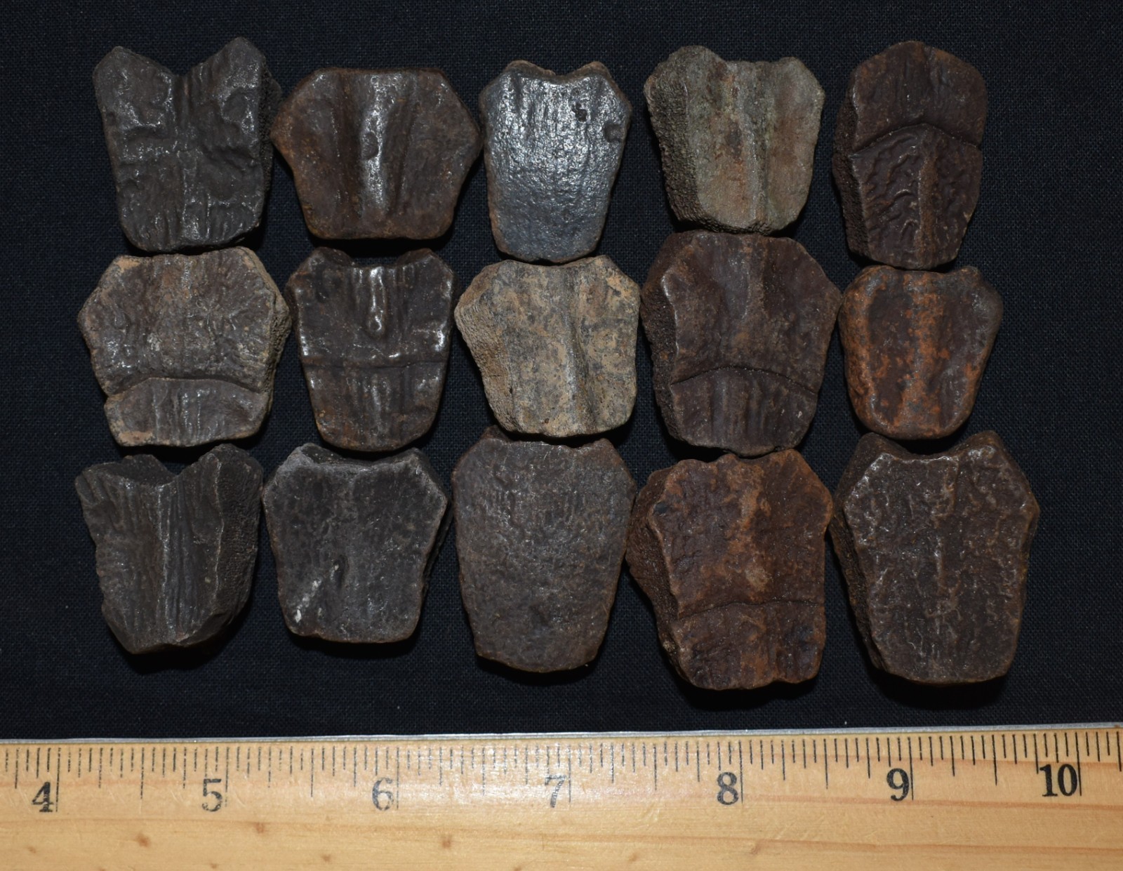 Set of Fifteen Fossil Turtle Shell Elements (top shell pieces) - Turtle Fossils