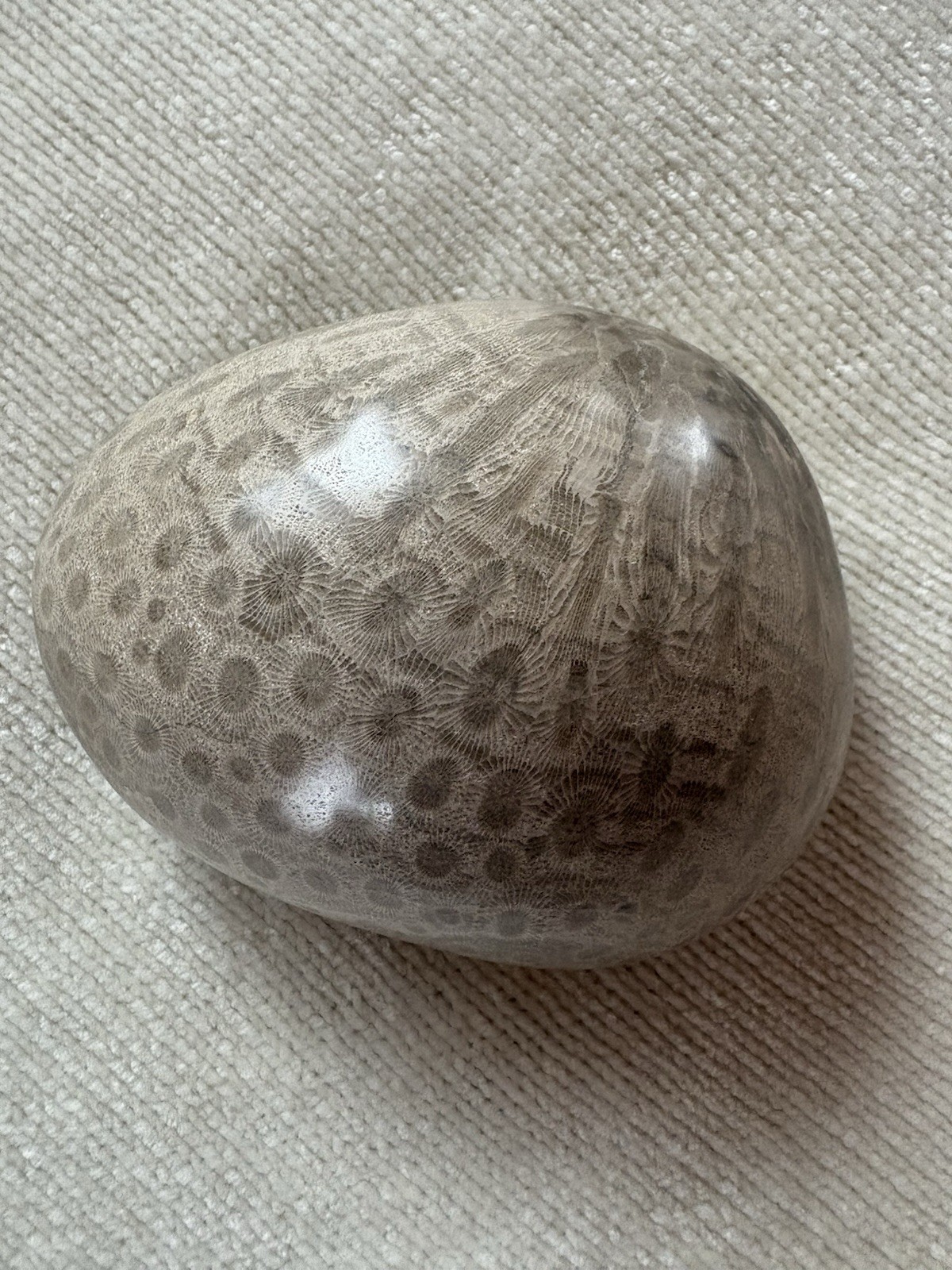 Polished Petoskey Stone