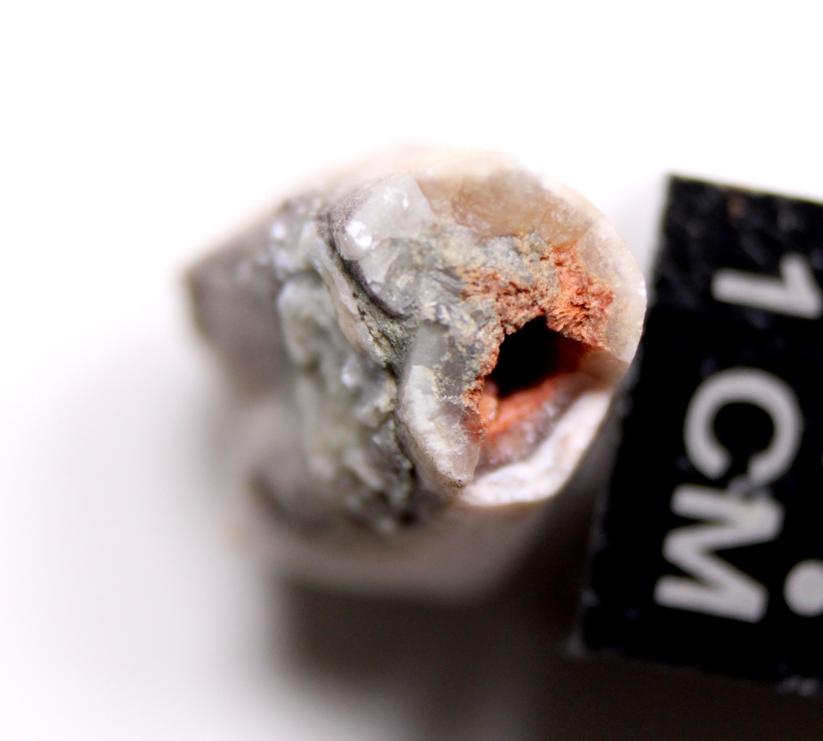 Troosticrinus reinwardti Blastoid Fossil Silurian Tennessee Brownsport Formation