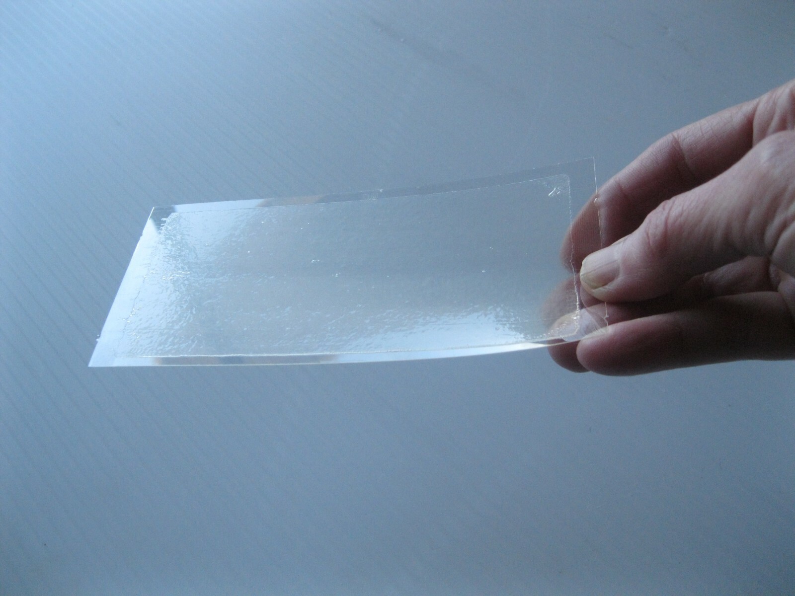 10 pk Stink Bug Trap / Strip, Asian Beetle, Lady Bug, Spider / Cricket, USA