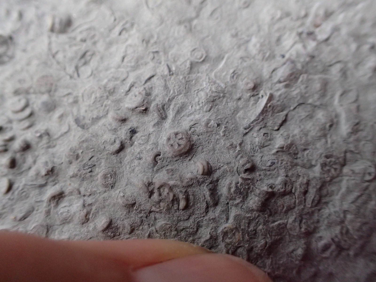 Crinoid Fossil Hash Plate KY Gift Specimen Collection Specimen Curio Display HP4