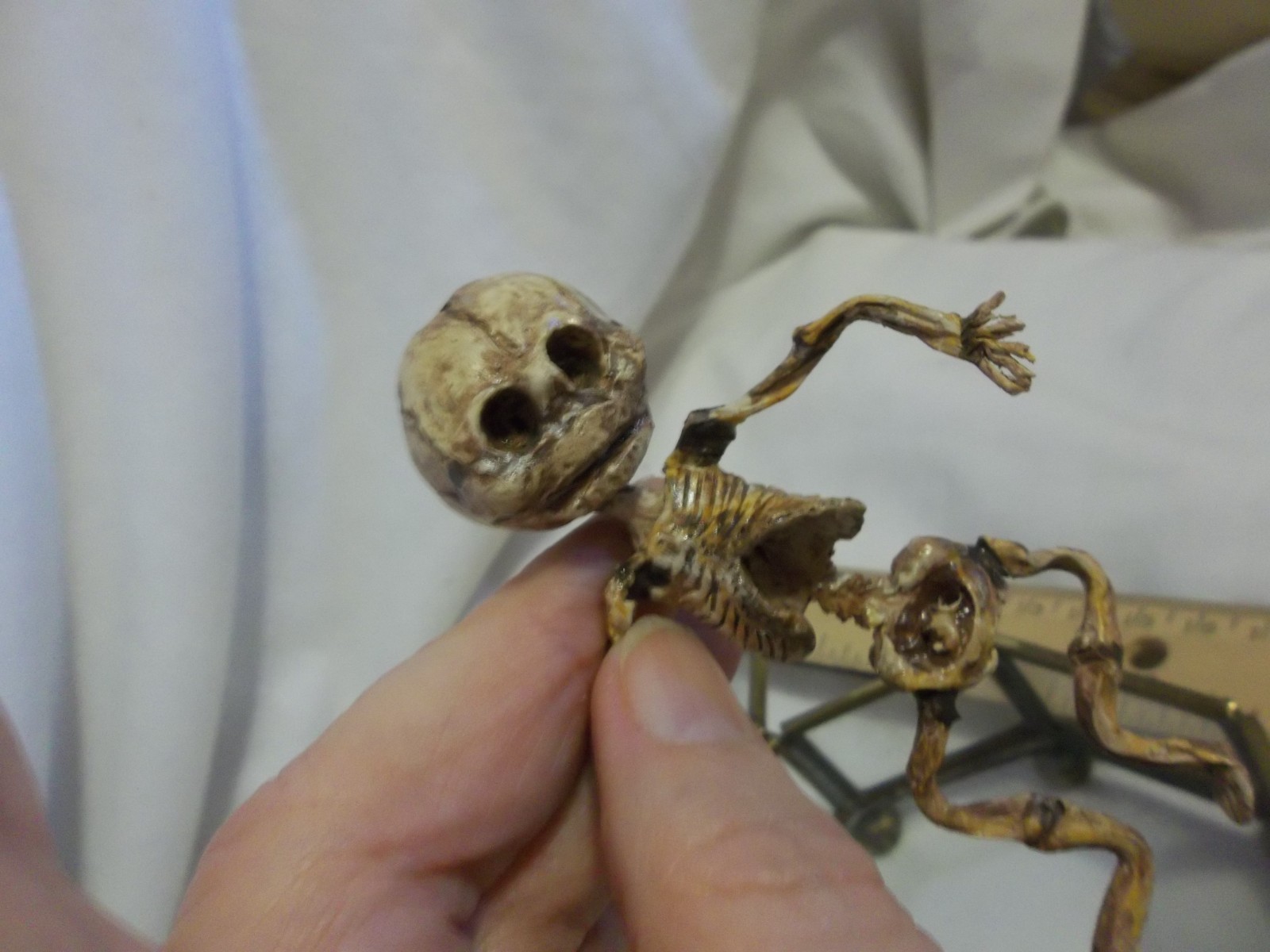 12 Week Fetus/Fetal Skeleton Curvature of Limbs Oddity Curiosity Sideshow Gaff