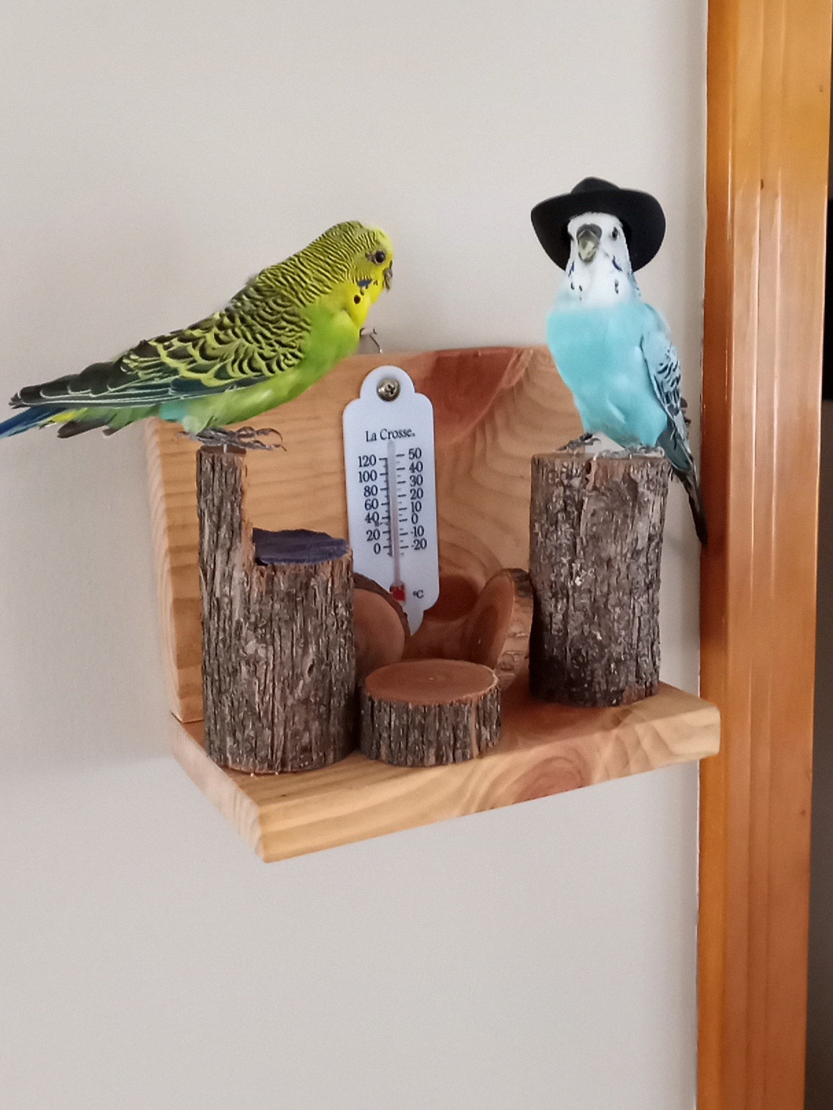 DUAL PARAKEET TAXIDERMY WALL OR TABLE DECORATION Bulgarian Parakeets