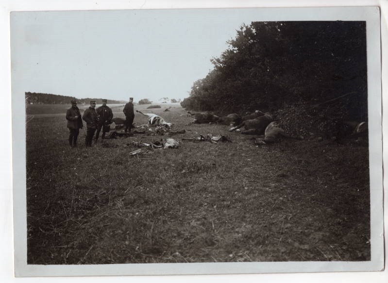 WWI After the Battle French Officers Look at Dead Horses M. Rol Original Photo