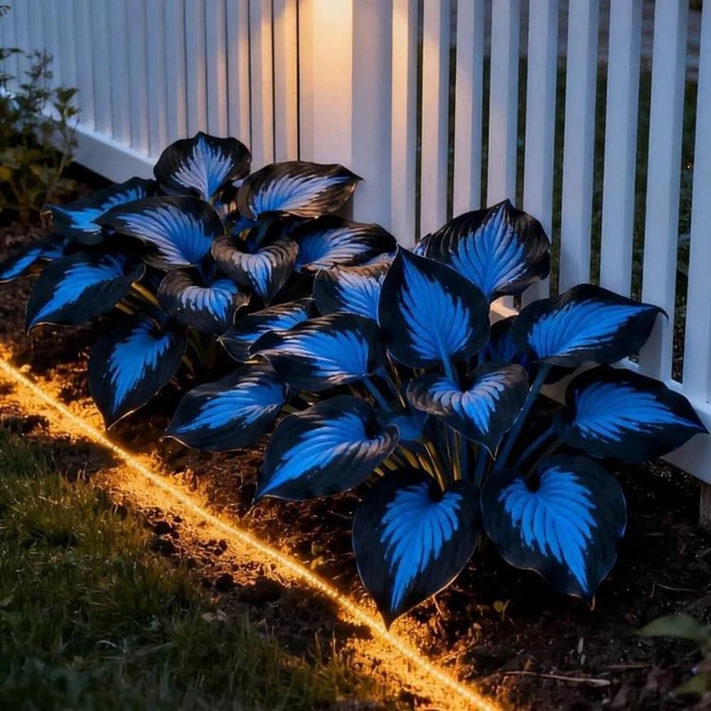Mixrug 150+ Hostas Seed Midnight Blue for Planting Outdoors-Rare Mixed