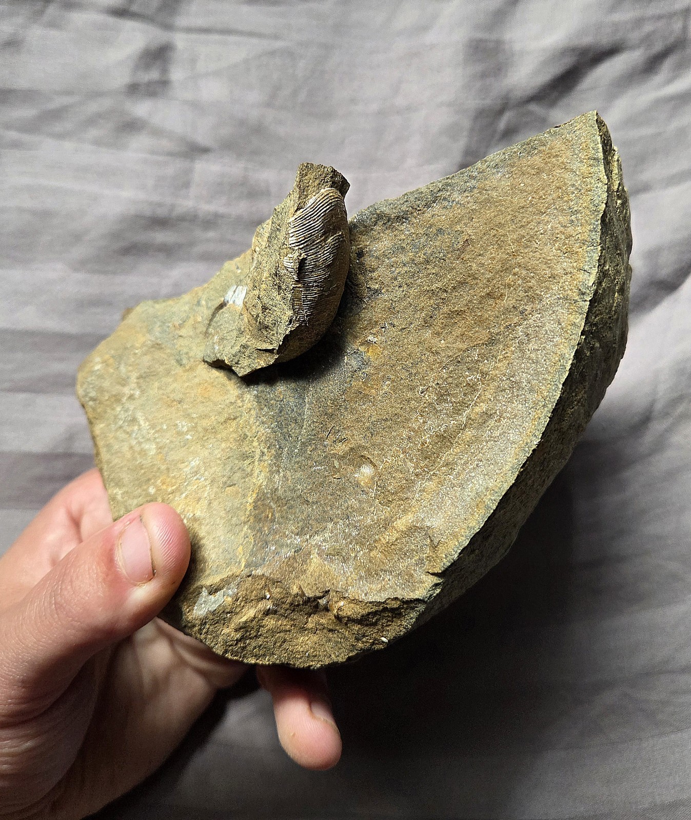 Rare Huge Scaphites Fossil Shell Ammonite From South Dakota Cretaceous