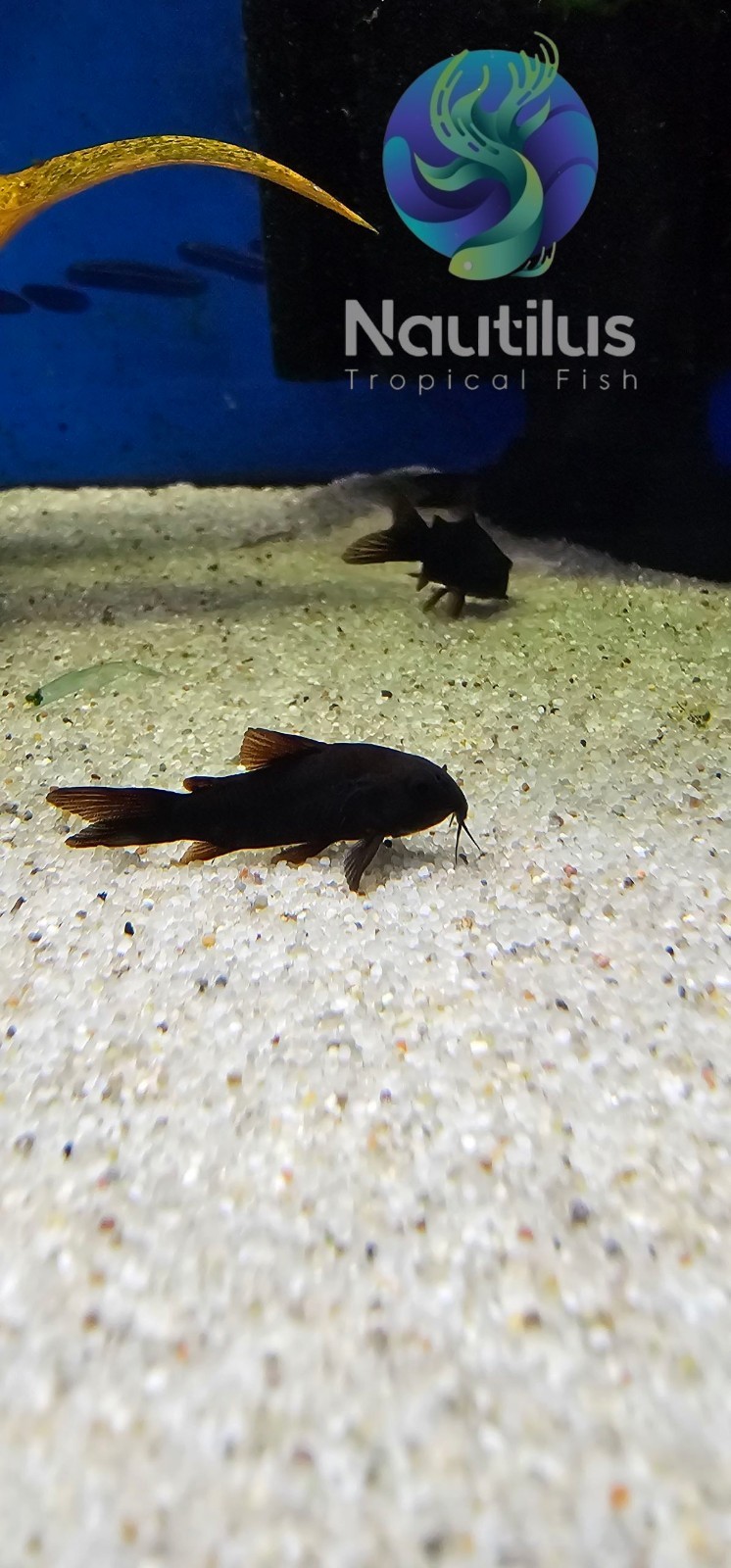 Black Venezuelan Cory -We combine shipping!! Tank Bred