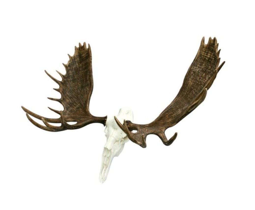 NEW 60" Alaska Bull Moose Antler Rack European Cast Mount Cabela's Taxidermy USA