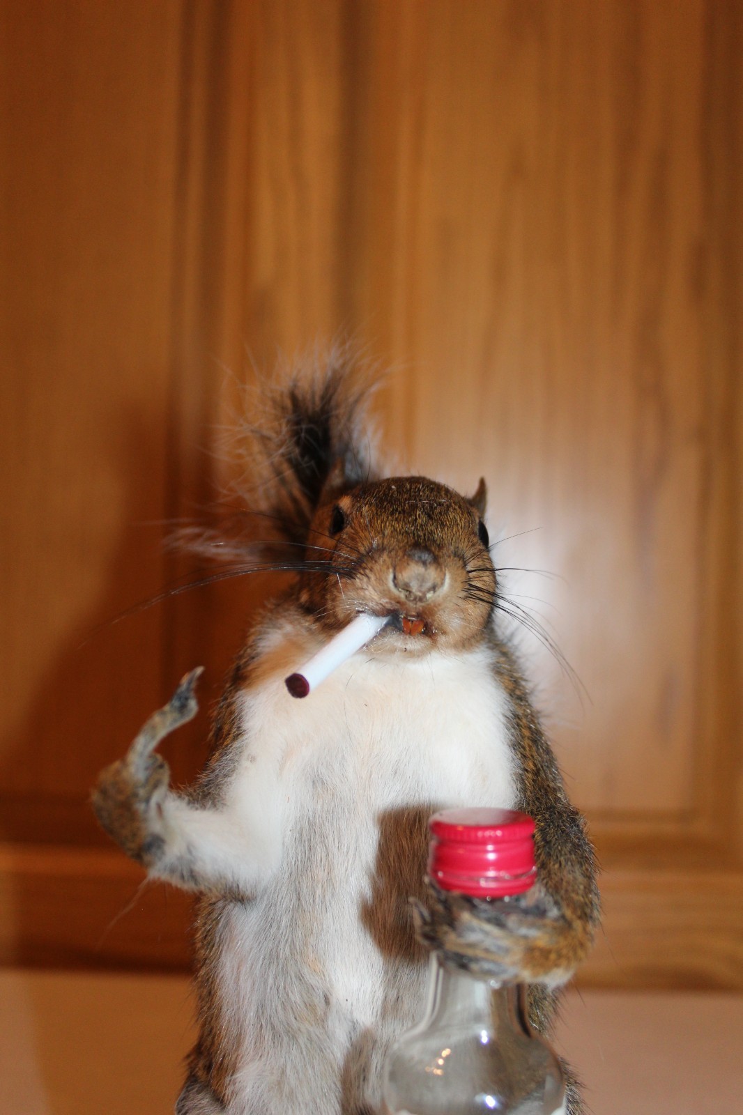 Taxidermy Naughty Squirrel Mount Novelty Present Whitetail Deer Log Cabin Decor