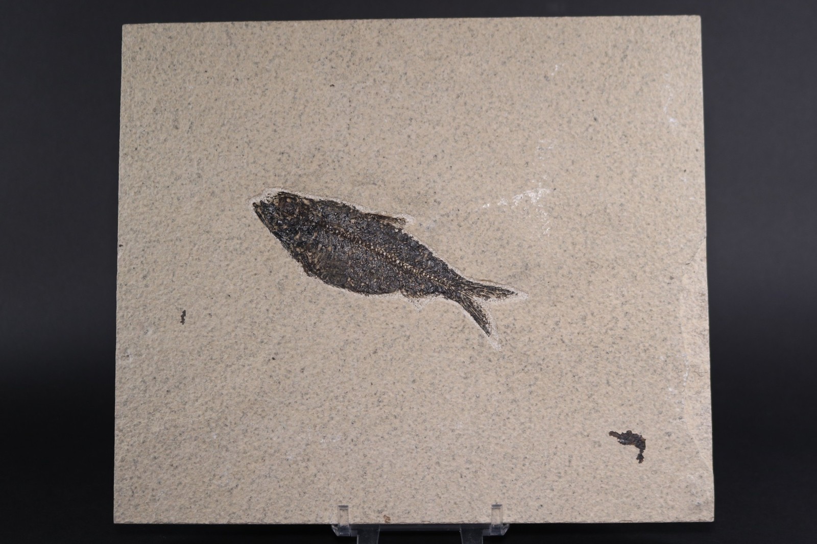 4.4" Knightia alta Fossil Fish Fossil Lake Green River Fm Wyoming WY COA 11806