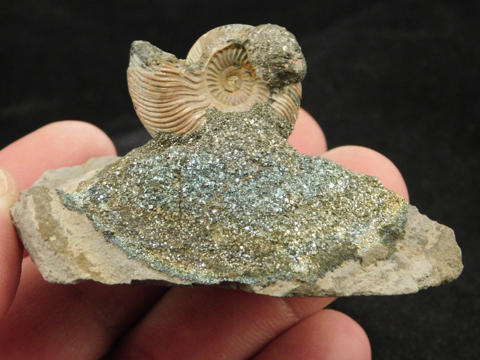 IRIDESCENT AMMONITE Fossil on Rainbow PYRITE! Volga River Saratov Russia 68.8gr