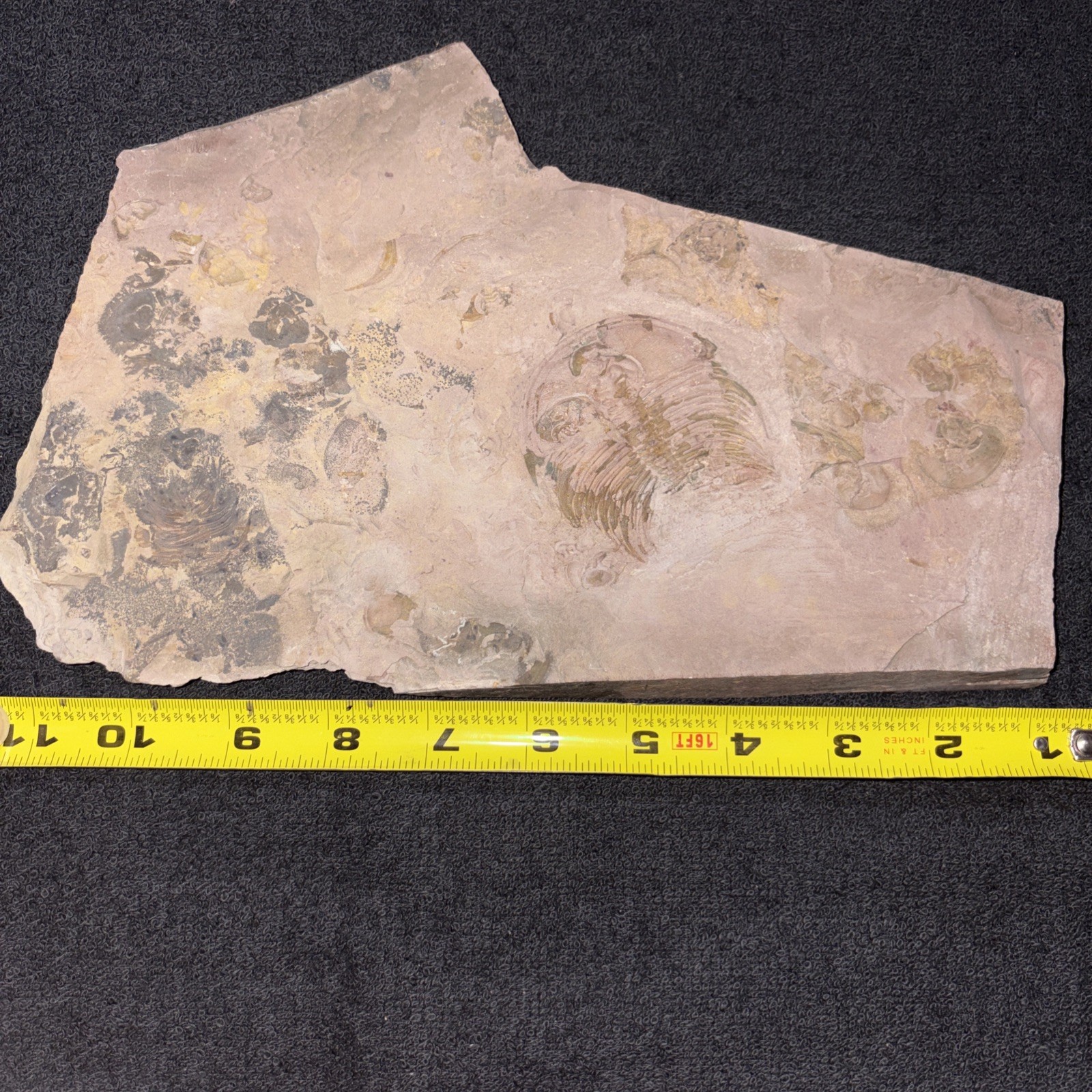 Fossil Trilobite Lower Cambrian Olenellus Fowleri Partial But Huge Red Shale