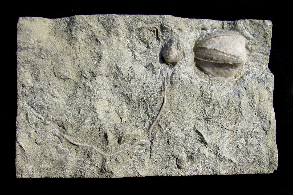 COOL BLASTOID FOSSIL PLATE, ONE VERY LARGE, ONE WITH LONG STEM AND BRACHIOLES!