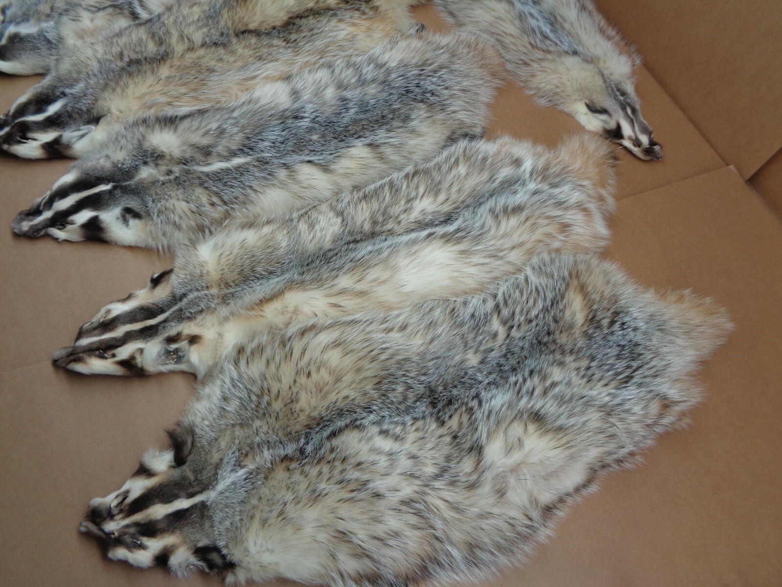 Tanned #1 Heavy Furred Badger Hide/Fur/Taxidermy/Free ship/Trapping/Pelts