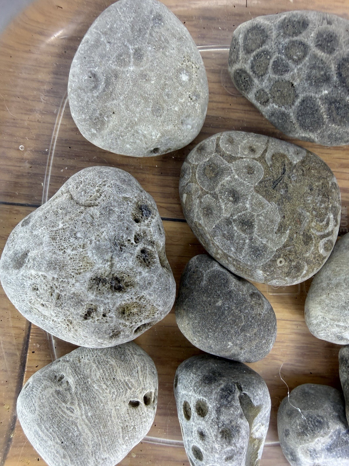 Lot 12 Petoskey Stones Unpolished 1 Lb Lake Michigan Coral Fossil Craft Jewelry