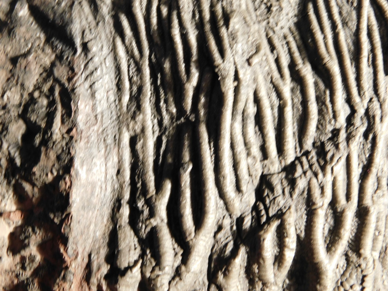 wOw BIG!! 430 Million Year Old! CRINOID Fossil or Sea LILY Fossil Morocco 1801gr