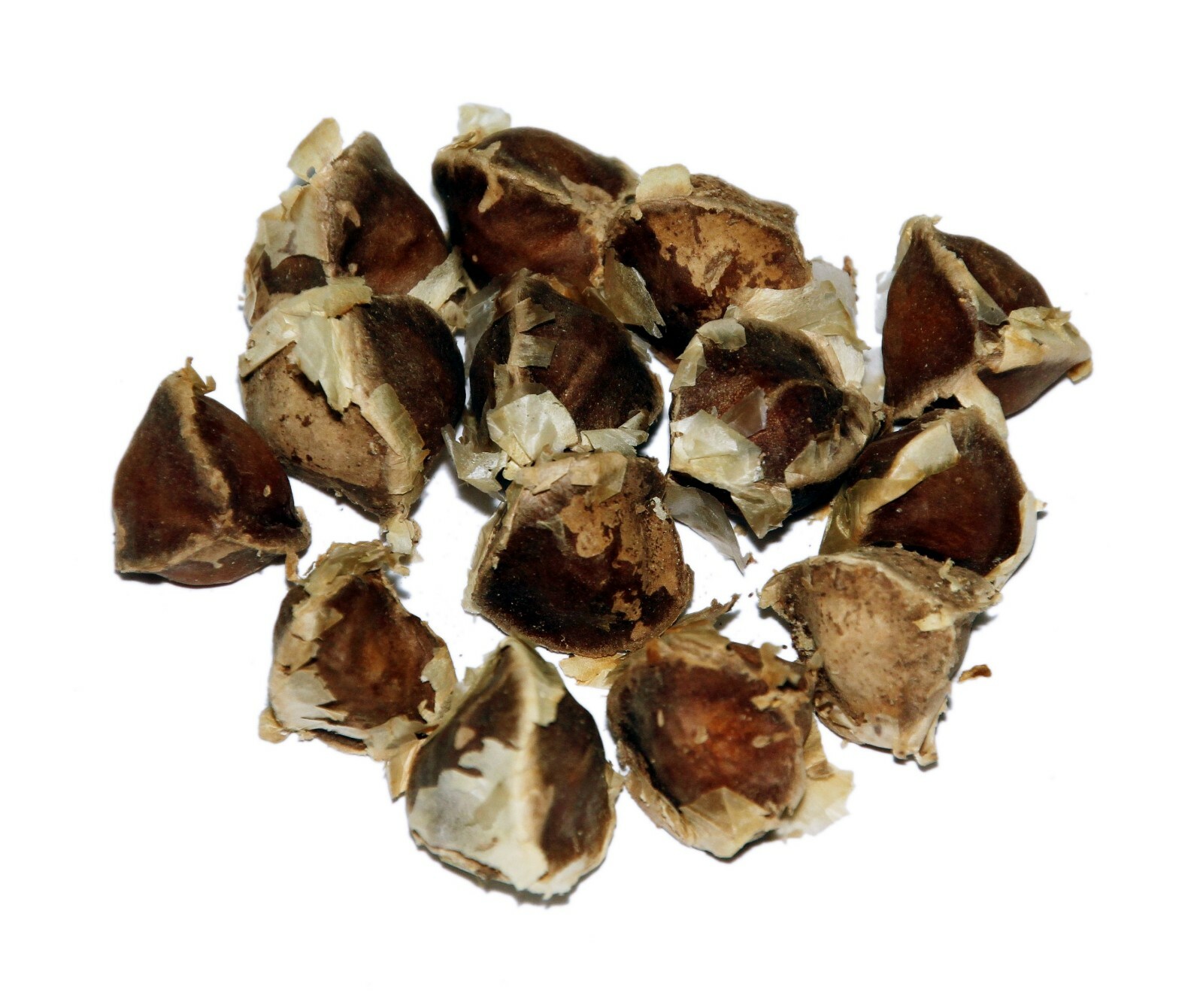 Moringa Oleifera Seeds (Semillas Moringa) WT: 1oz-3oz-5oz-10oz!