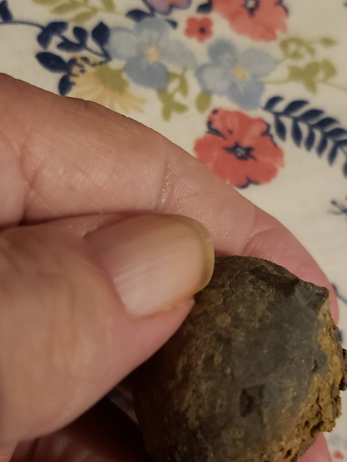 RARE.ANAL PYRAMID Cystoid Echinosphaerites Fossil Crinoid Trilobite RARE FOSSIL