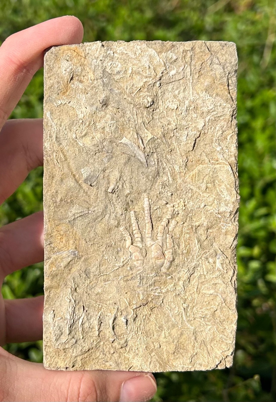NICE Fossil Crinoid in Matrix Cymbiocrinus Alabama Bangor Limestone Formation