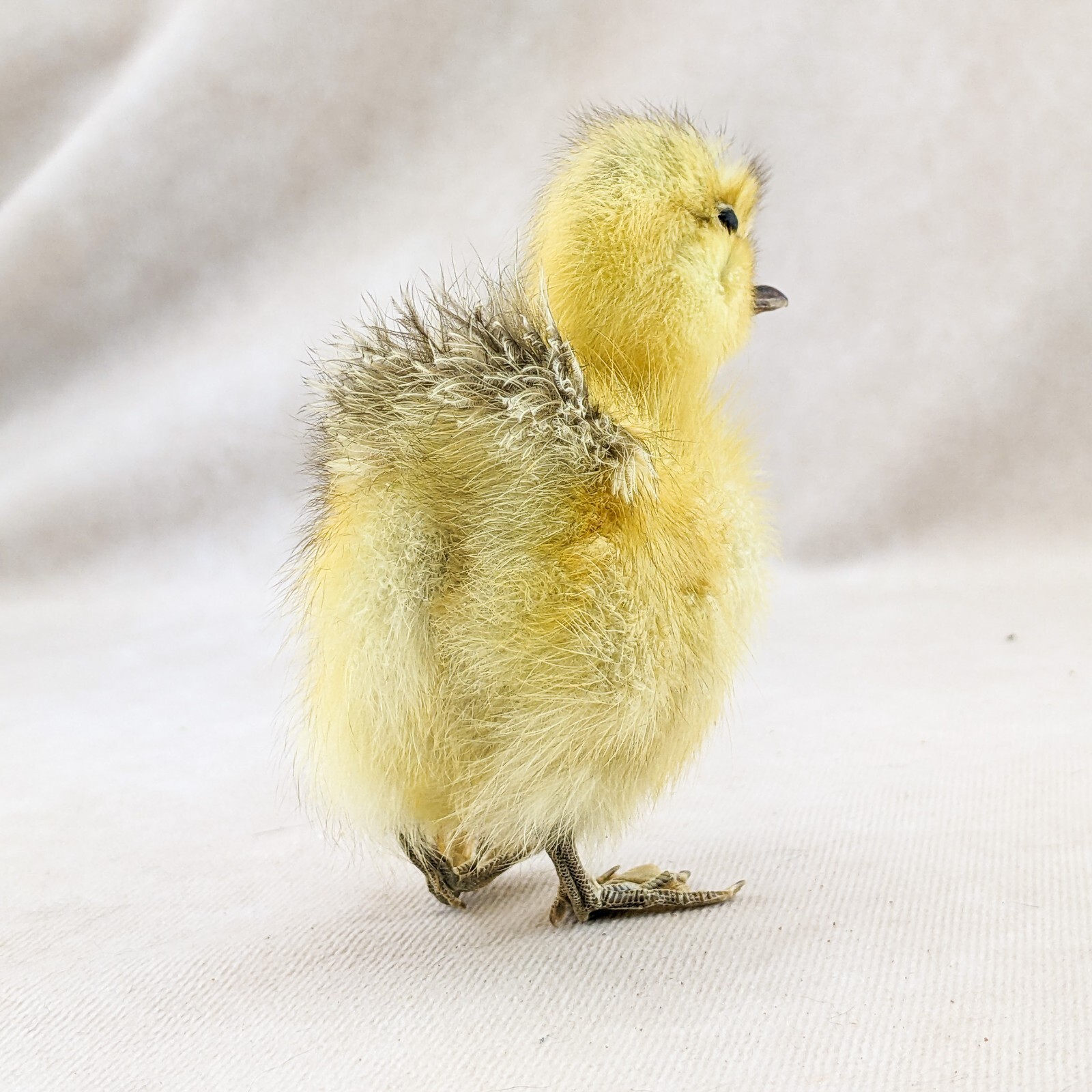 Domestic Duck Duckling taxidermy Collectible Species: A Platyrhynchos domesticus